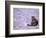 Cat in Street, Lipari, Sicily, Italy-Connie Bransilver-Framed Photographic Print