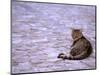 Cat in Street, Lipari, Sicily, Italy-Connie Bransilver-Mounted Photographic Print