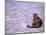 Cat in Street, Lipari, Sicily, Italy-Connie Bransilver-Mounted Photographic Print