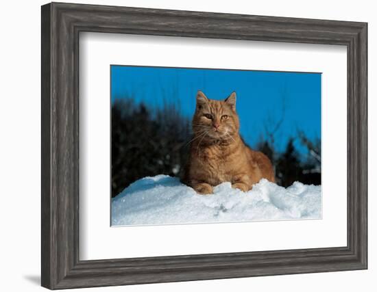 Cat In The Snow-null-Framed Art Print