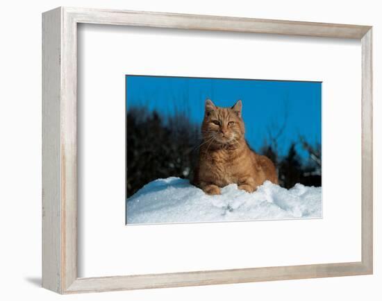 Cat In The Snow-null-Framed Art Print