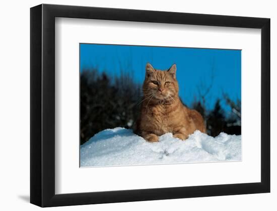 Cat In The Snow-null-Framed Art Print