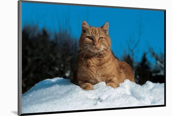 Cat In The Snow-null-Mounted Art Print