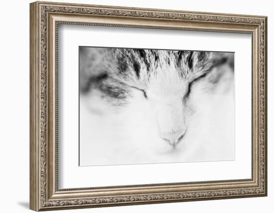 Cat, Japan-Panoramic Images-Framed Photographic Print