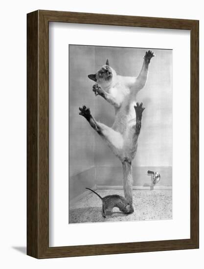 Cat Jumping over Mouse-null-Framed Photographic Print