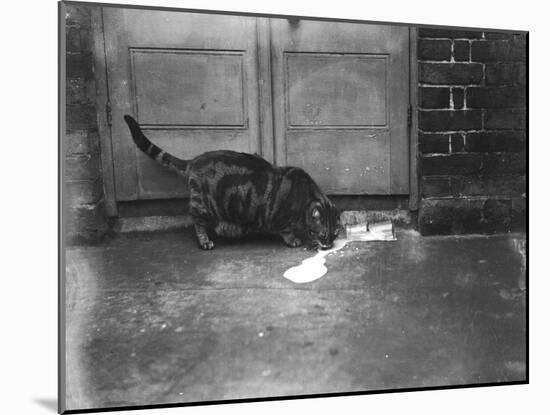 Cat Laps Up Spilt Milk-null-Mounted Photographic Print