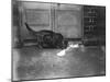 Cat Laps Up Spilt Milk-null-Mounted Photographic Print