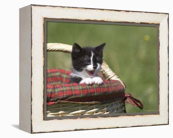 Cat, Lemgo, Germany-Thorsten Milse-Framed Premier Image Canvas