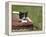 Cat, Lemgo, Germany-Thorsten Milse-Framed Premier Image Canvas