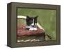 Cat, Lemgo, Germany-Thorsten Milse-Framed Premier Image Canvas