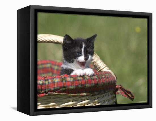 Cat, Lemgo, Germany-Thorsten Milse-Framed Premier Image Canvas