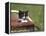 Cat, Lemgo, Germany-Thorsten Milse-Framed Premier Image Canvas