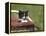 Cat, Lemgo, Germany-Thorsten Milse-Framed Premier Image Canvas