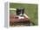 Cat, Lemgo, Germany-Thorsten Milse-Framed Premier Image Canvas