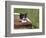 Cat, Lemgo, Germany-Thorsten Milse-Framed Photographic Print