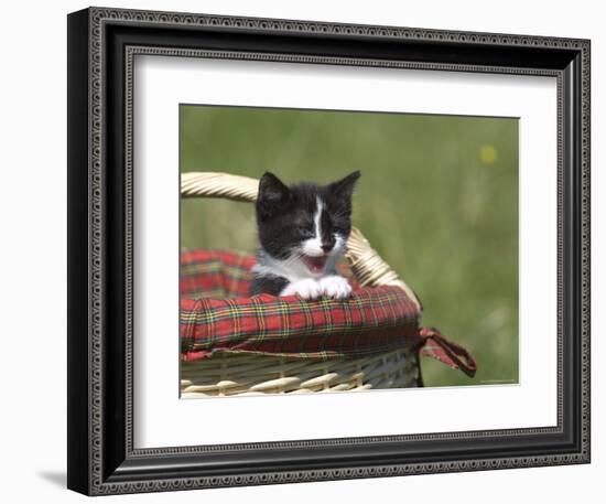 Cat, Lemgo, Germany-Thorsten Milse-Framed Photographic Print