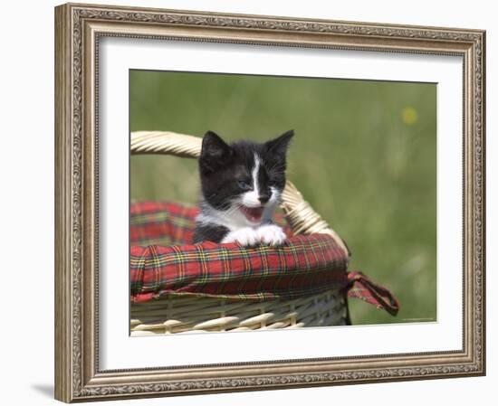 Cat, Lemgo, Germany-Thorsten Milse-Framed Photographic Print