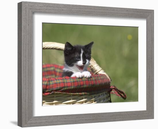 Cat, Lemgo, Germany-Thorsten Milse-Framed Photographic Print