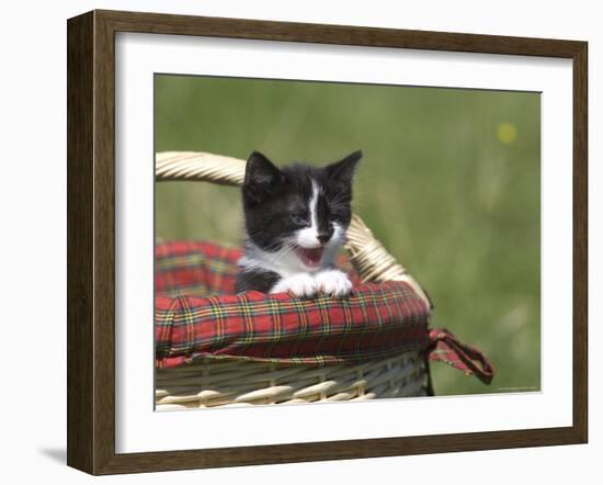 Cat, Lemgo, Germany-Thorsten Milse-Framed Photographic Print