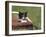 Cat, Lemgo, Germany-Thorsten Milse-Framed Photographic Print