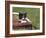 Cat, Lemgo, Germany-Thorsten Milse-Framed Photographic Print