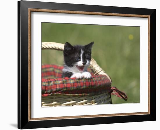 Cat, Lemgo, Germany-Thorsten Milse-Framed Photographic Print