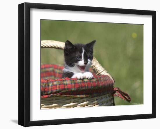 Cat, Lemgo, Germany-Thorsten Milse-Framed Photographic Print