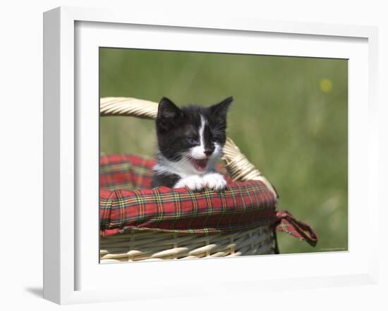 Cat, Lemgo, Germany-Thorsten Milse-Framed Photographic Print