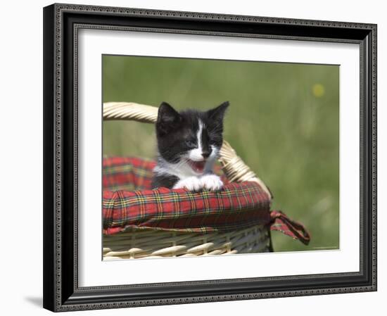 Cat, Lemgo, Germany-Thorsten Milse-Framed Photographic Print