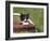 Cat, Lemgo, Germany-Thorsten Milse-Framed Photographic Print