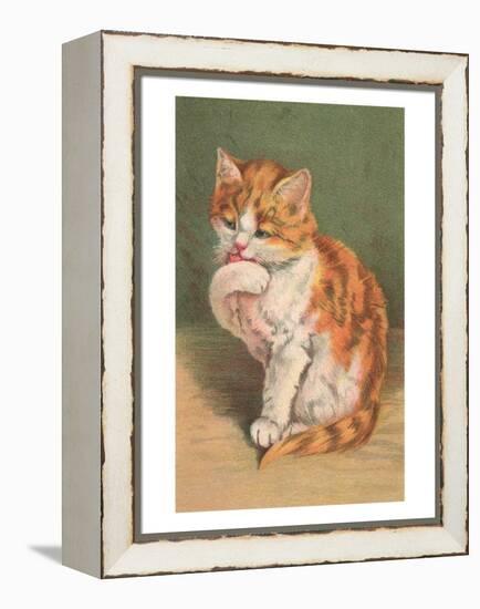 Cat Licking Paw-null-Framed Stretched Canvas