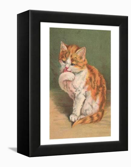 Cat Licking Paw-null-Framed Stretched Canvas