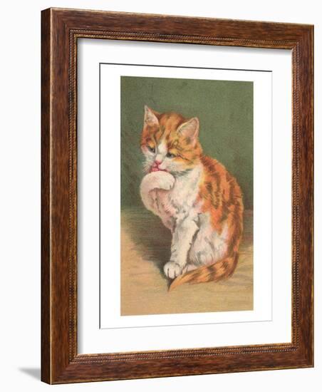 Cat Licking Paw-null-Framed Art Print