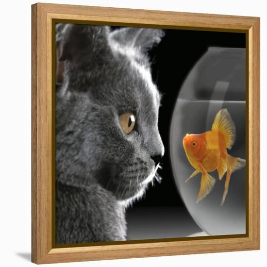 Cat Looks at Goldfish in Bowl-null-Framed Premier Image Canvas