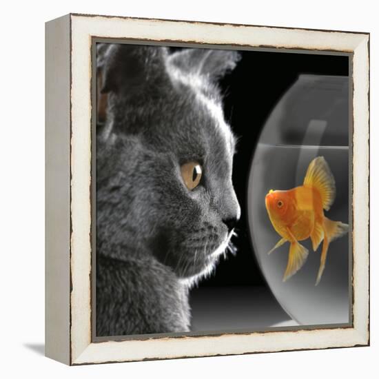 Cat Looks at Goldfish in Bowl-null-Framed Premier Image Canvas