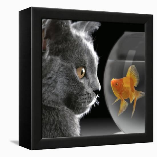 Cat Looks at Goldfish in Bowl-null-Framed Premier Image Canvas