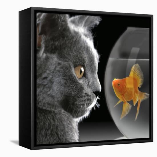 Cat Looks at Goldfish in Bowl-null-Framed Premier Image Canvas