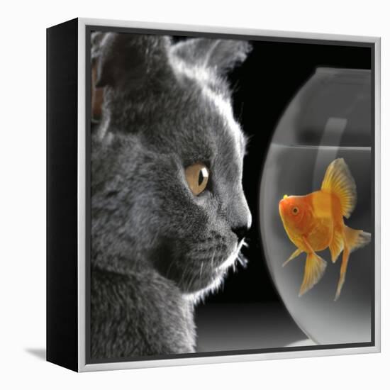 Cat Looks at Goldfish in Bowl-null-Framed Premier Image Canvas