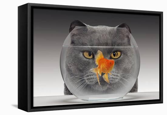 Cat Looks at Goldfish in Bowl-null-Framed Premier Image Canvas