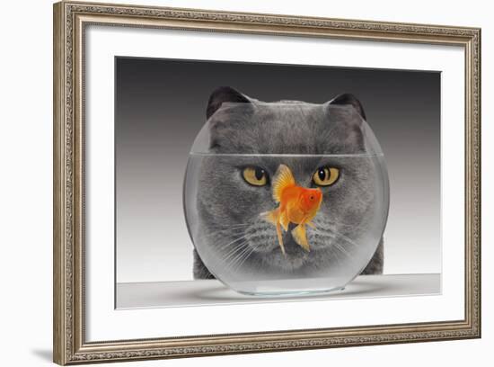 Cat Looks at Goldfish in Bowl-null-Framed Photographic Print