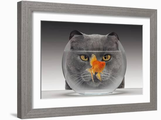 Cat Looks at Goldfish in Bowl-null-Framed Photographic Print