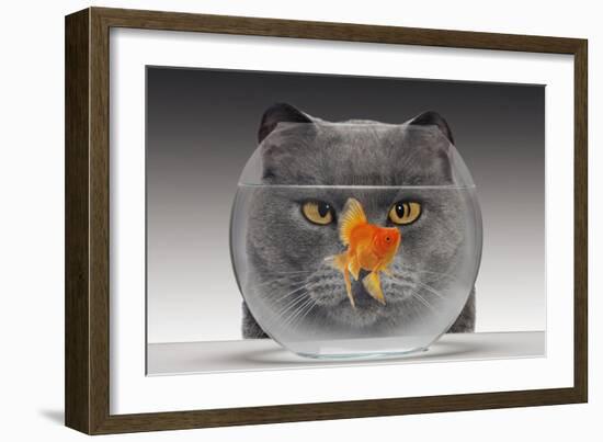 Cat Looks at Goldfish in Bowl-null-Framed Photographic Print