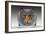 Cat Looks at Goldfish in Bowl-null-Framed Photographic Print