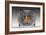 Cat Looks at Goldfish in Bowl-null-Framed Photographic Print