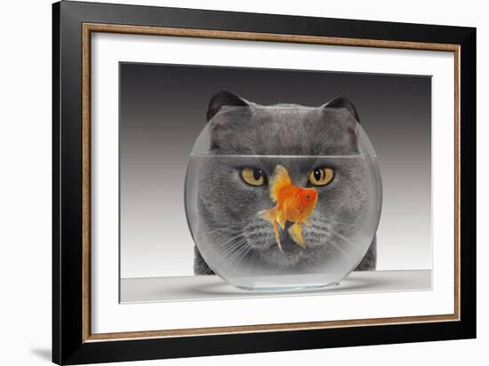 Cat Looks at Goldfish in Bowl-null-Framed Photographic Print