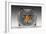 Cat Looks at Goldfish in Bowl-null-Framed Photographic Print