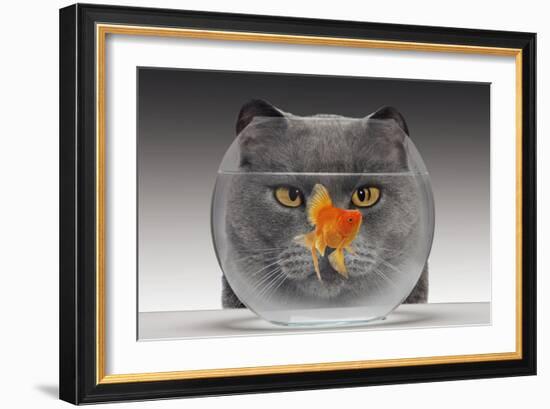 Cat Looks at Goldfish in Bowl-null-Framed Photographic Print