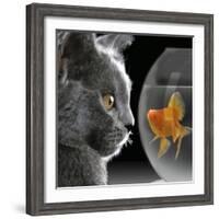 Cat Looks at Goldfish in Bowl-null-Framed Photographic Print