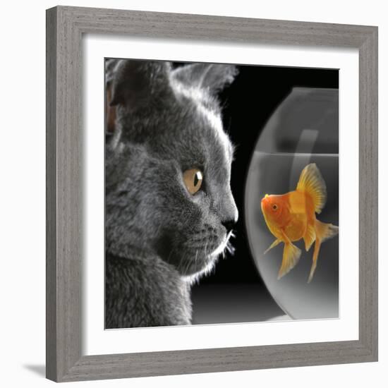 Cat Looks at Goldfish in Bowl-null-Framed Photographic Print