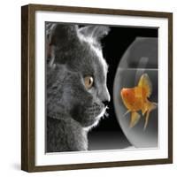 Cat Looks at Goldfish in Bowl-null-Framed Photographic Print